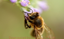 免费轰炸网页版