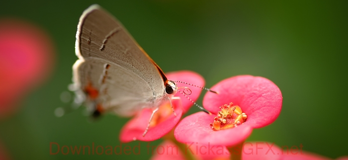 苹果短信轰炸机