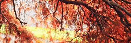 电话轰在线轰炸免费下载