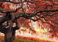 安全防护可靠的短信呼叫软件